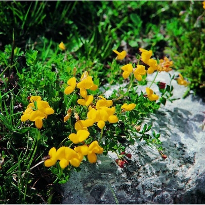 Picture of Bird's Foot Trefoil (Lotus corniculatus)